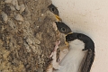 house martins, house martin-5